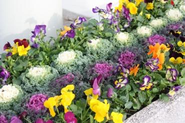 ご近所の花壇の植え込みを・・・！｜「フラワーショップヨシカワ」　（埼玉県蕨市の花キューピット加盟店 花屋）のブログ