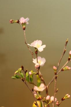 寒いですが　春は近づいています。｜「フラワーショップヨシカワ」　（埼玉県蕨市の花キューピット加盟店 花屋）のブログ