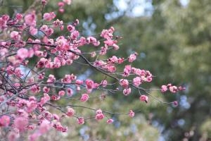 お花は春、、、、、です。｜「フラワーショップヨシカワ」　（埼玉県蕨市の花キューピット加盟店 花屋）のブログ