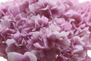 可愛い紫陽花　｜「フラワーショップヨシカワ」　（埼玉県蕨市の花キューピット加盟店 花屋）のブログ