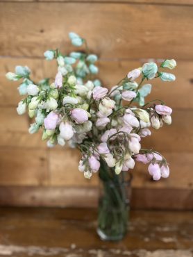 変わったお花入荷しました～|「フラワーショップヨシカワ」　（埼玉県蕨市の花屋）のブログ