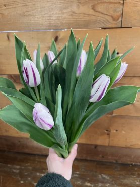 春のお花|「フラワーショップヨシカワ」　（埼玉県蕨市の花屋）のブログ